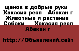 щенок в добрые руки - Хакасия респ., Абакан г. Животные и растения » Собаки   . Хакасия респ.,Абакан г.